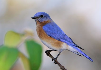 Backyard Bluebird – Ross Howell Jr. | Author