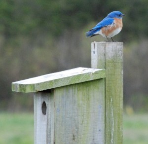 Male eastern bluebird claims our backyard box.